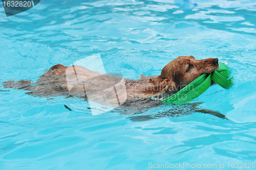 Image of swimming cocker