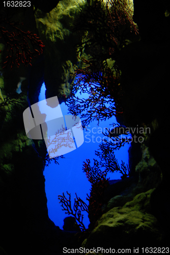 Image of gorgonian landscape