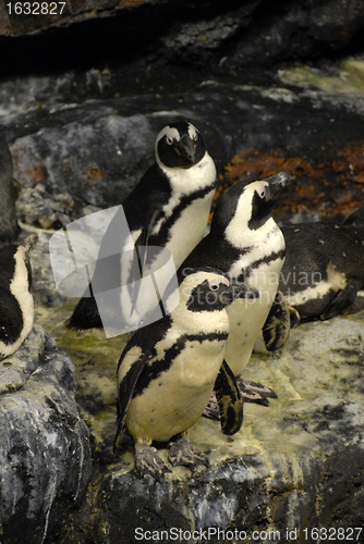 Image of guillemots penguins