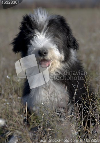 Image of puppy bearded collie