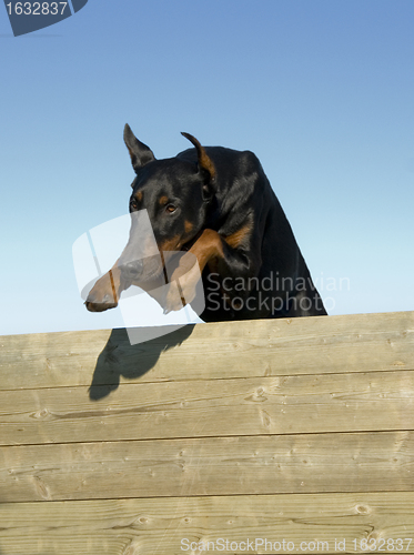 Image of jumping doberman