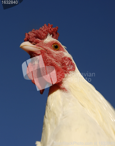 Image of white chicken