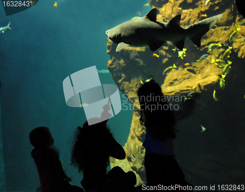 Image of childrenl and shark