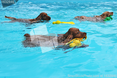 Image of swimming cocker