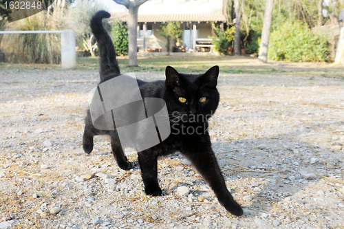 Image of black cat