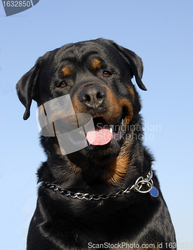 Image of rottweiler