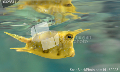 Image of cow fish