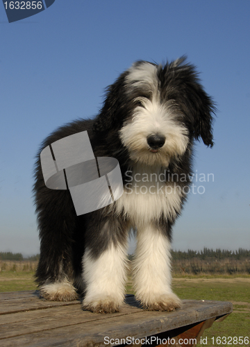 Image of puppy berdead collie