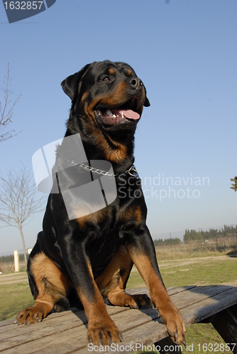 Image of rottweiler