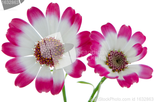 Image of Beautiful pink flowers