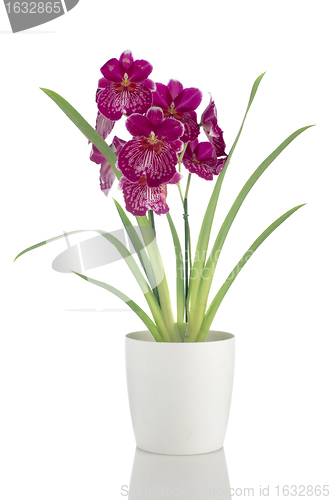 Image of Pansy Orchid - Miltonia Lawless Falls 