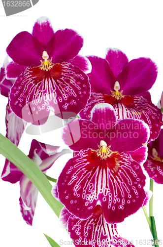 Image of Pansy Orchid - Miltonia Lawless Falls 