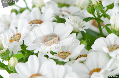 Image of Beautiful Chrysanthemum flowers 