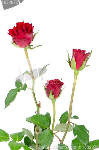 Image of Bunch of velvet red roses