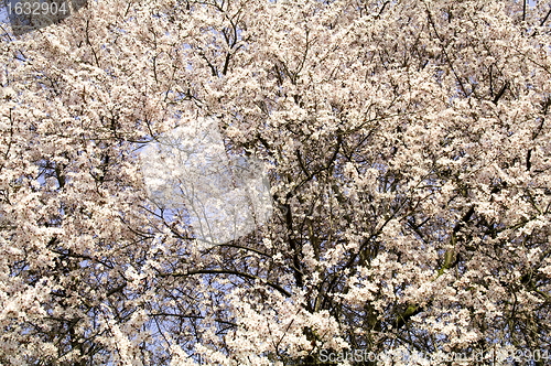 Image of Flowering tree