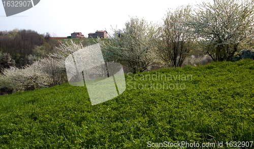 Image of Flowering trees