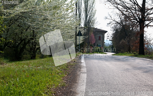 Image of Flowering tree close to a road