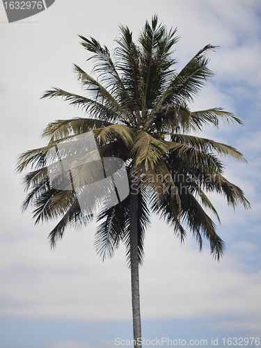 Image of Coconut tree