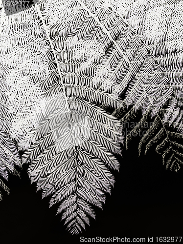 Image of Fern tree