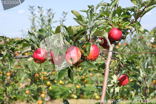Image of apple orchard in summer, covered with colorful apples