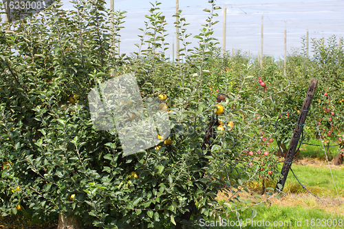 Image of apple orchard with nets to protect against hail and birds