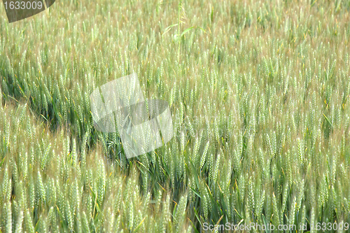 Image of Green wheat fields in spring