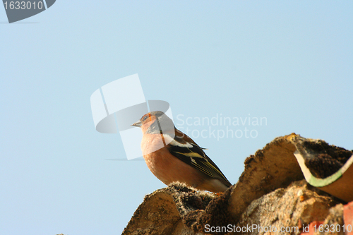 Image of chaffinch wood with beautiful colors