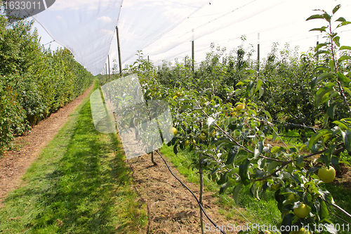 Image of apple orchard with nets to protect against hail and birds