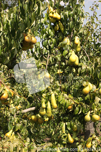 Image of pear orchard, loaded with pears under the summer sun