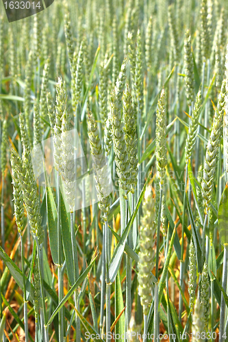 Image of Green wheat fields in spring