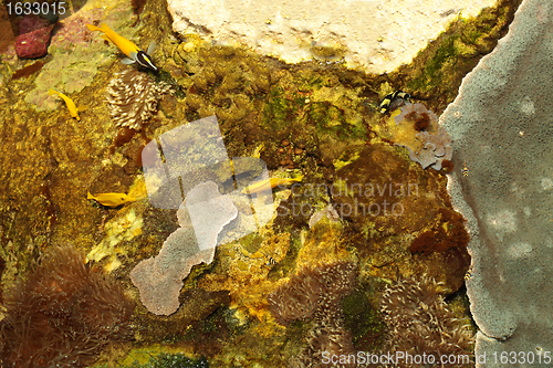 Image of tropical marine reef with corals and fish Surgeons