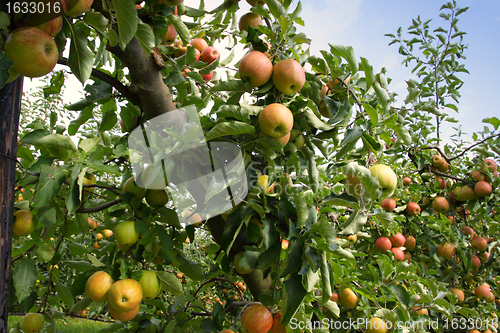 Image of apple orchard in summer, covered with colorful apples