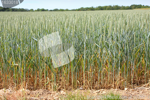 Image of Green wheat fields in spring