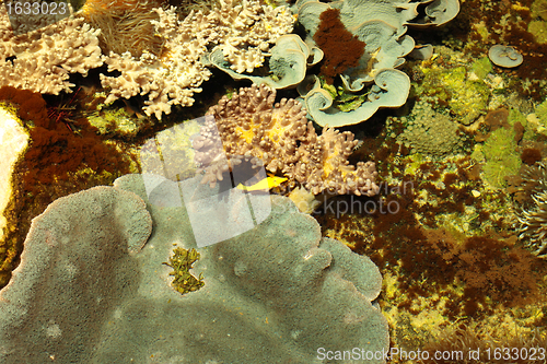 Image of tropical marine reef with corals and fish Surgeons