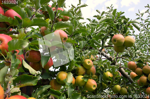 Image of apple orchard in summer, covered with colorful apples