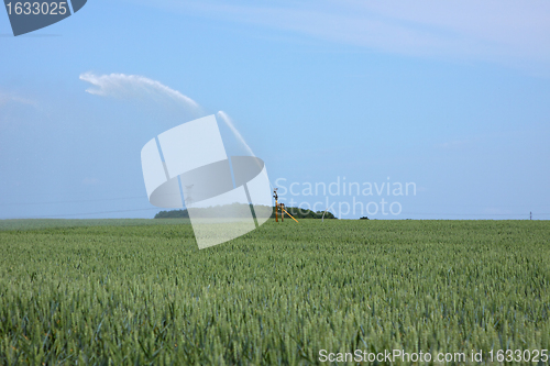 Image of watering of wheat fields in summer