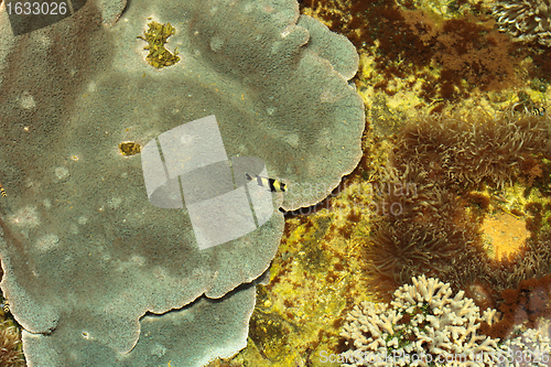 Image of tropical marine reef with corals and fish Surgeons