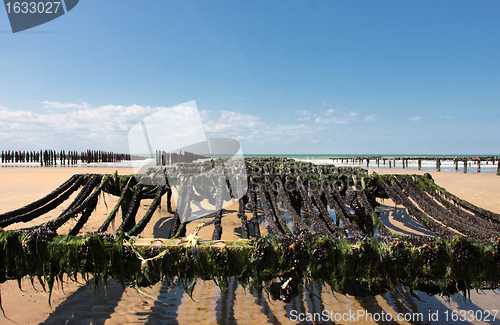 Image of mussel farming on the coast of opal in the north of France