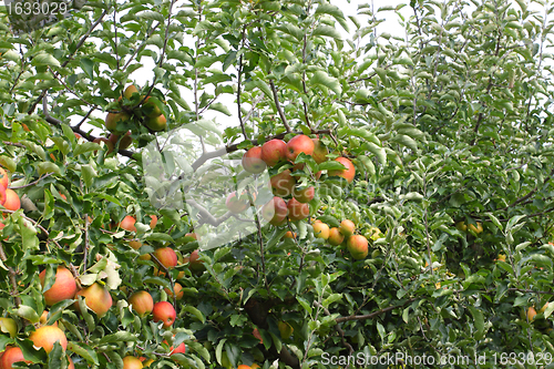 Image of apple orchard in summer, covered with colorful apples