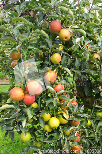 Image of apple orchard in summer, covered with colorful apples