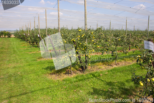 Image of apple orchard with nets to protect against hail and birds