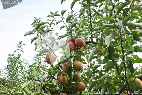 Image of apple orchard in summer, covered with colorful apples