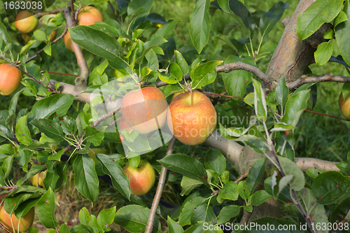 Image of apple orchard in summer, covered with colorful apples