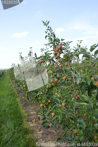 Image of apple orchard in summer, covered with colorful apples