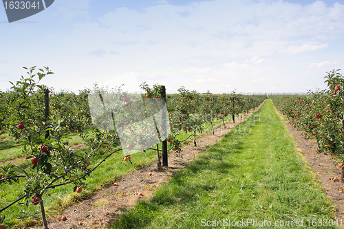 Image of apple orchard in summer, covered with colorful apples