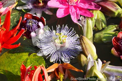 Image of different colored passionflowers, passion flower, floating on water