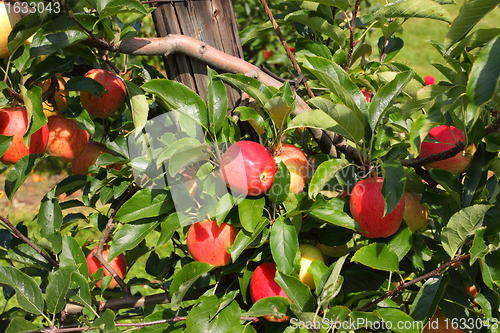 Image of apple orchard in summer, covered with colorful apples