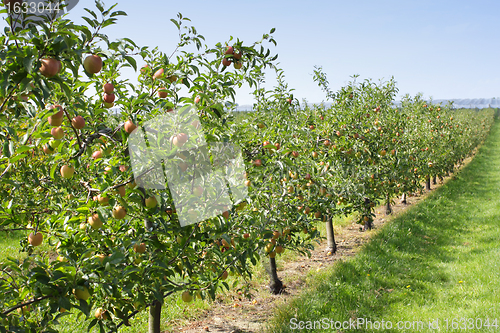 Image of apple orchard in summer, covered with colorful apples