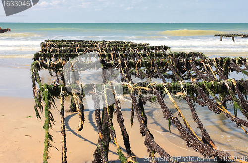 Image of mussel farming on the coast of opal in the north of France