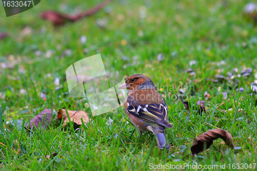 Image of chaffinch wood with beautiful colors